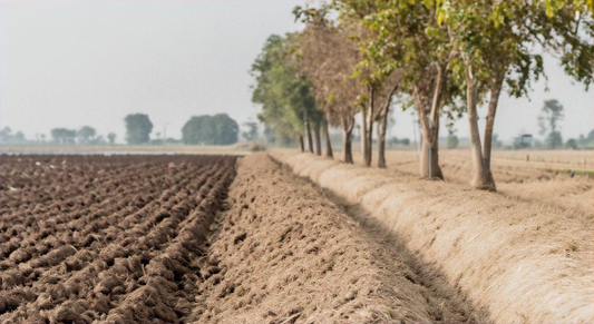 Climate-Smart Agriculture in South Africa: Harnessing Technology for Resilience
